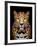 Close-Up Leopard Portrait on Dark Background-Volodymyr Burdiak-Framed Photographic Print