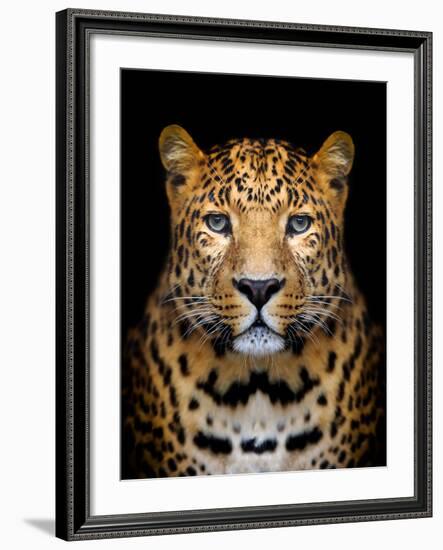 Close-Up Leopard Portrait on Dark Background-Volodymyr Burdiak-Framed Photographic Print