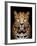 Close-Up Leopard Portrait on Dark Background-Volodymyr Burdiak-Framed Photographic Print