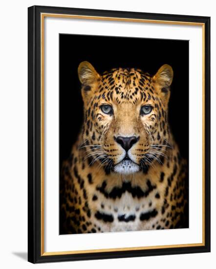 Close-Up Leopard Portrait on Dark Background-Volodymyr Burdiak-Framed Photographic Print