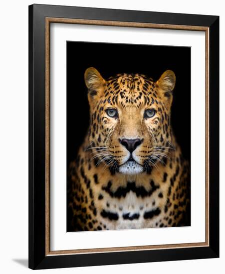 Close-Up Leopard Portrait on Dark Background-Volodymyr Burdiak-Framed Photographic Print