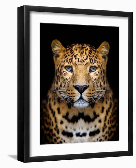 Close-Up Leopard Portrait on Dark Background-Volodymyr Burdiak-Framed Photographic Print