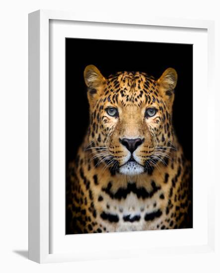 Close-Up Leopard Portrait on Dark Background-Volodymyr Burdiak-Framed Photographic Print