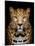 Close-Up Leopard Portrait on Dark Background-Volodymyr Burdiak-Mounted Photographic Print