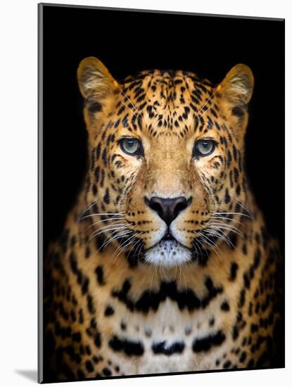 Close-Up Leopard Portrait on Dark Background-Volodymyr Burdiak-Mounted Photographic Print