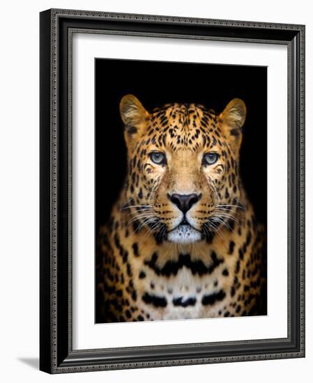 Close-Up Leopard Portrait on Dark Background-Volodymyr Burdiak-Framed Photographic Print