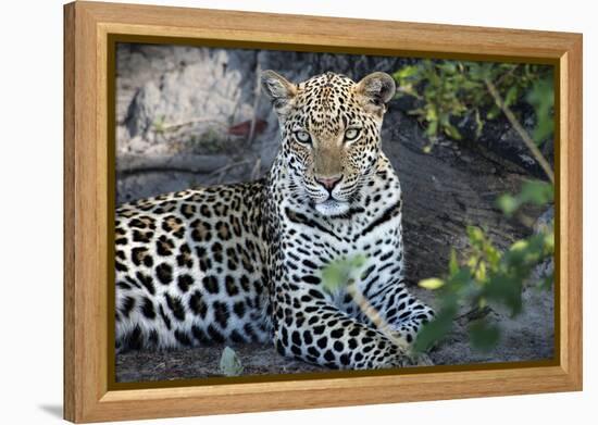 Close Up Leopard Portrait Sitting-Sheila Haddad-Framed Premier Image Canvas