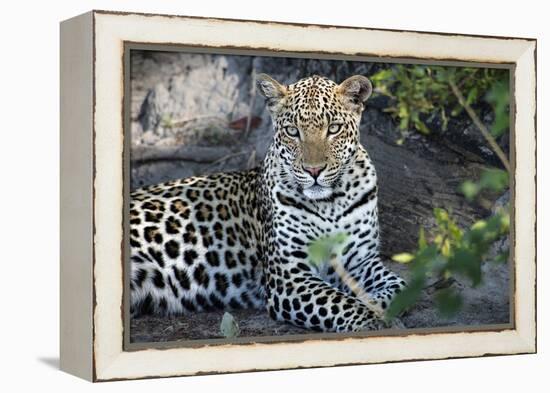 Close Up Leopard Portrait Sitting-Sheila Haddad-Framed Premier Image Canvas