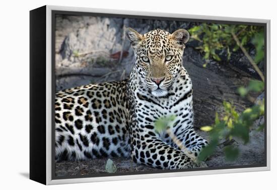 Close Up Leopard Portrait Sitting-Sheila Haddad-Framed Premier Image Canvas