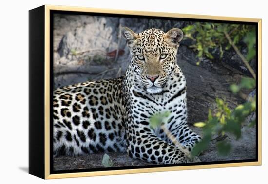 Close Up Leopard Portrait Sitting-Sheila Haddad-Framed Premier Image Canvas