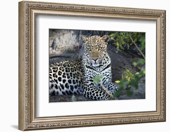 Close Up Leopard Portrait Sitting-Sheila Haddad-Framed Photographic Print