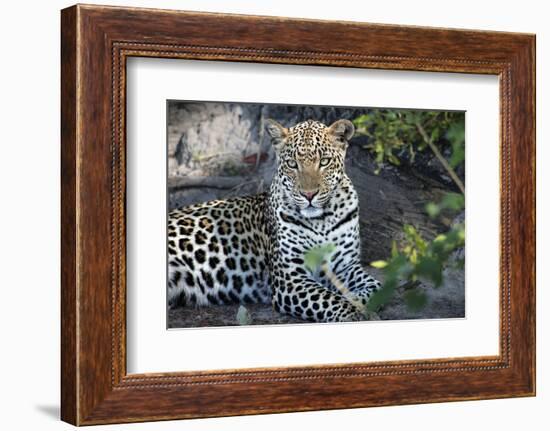 Close Up Leopard Portrait Sitting-Sheila Haddad-Framed Photographic Print