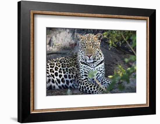 Close Up Leopard Portrait Sitting-Sheila Haddad-Framed Photographic Print