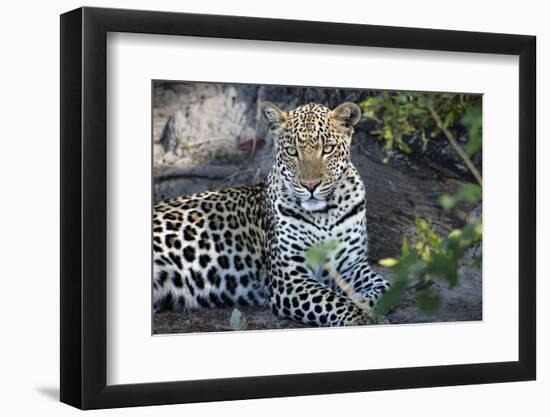 Close Up Leopard Portrait Sitting-Sheila Haddad-Framed Photographic Print