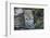 Close Up Leopard Portrait Sitting-Sheila Haddad-Framed Photographic Print