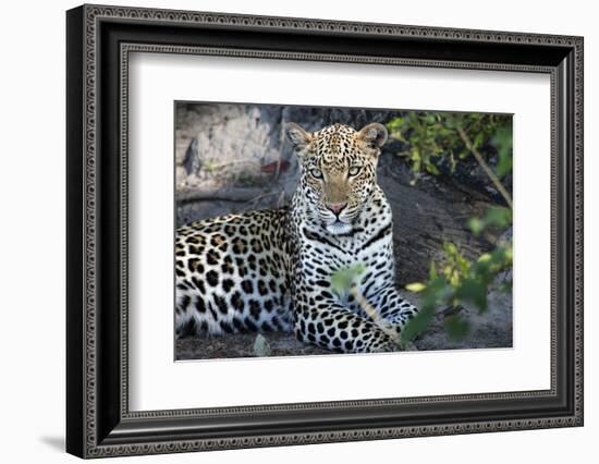 Close Up Leopard Portrait Sitting-Sheila Haddad-Framed Photographic Print