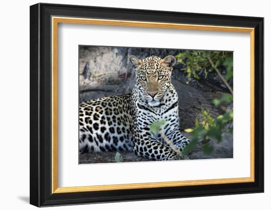 Close Up Leopard Portrait Sitting-Sheila Haddad-Framed Photographic Print