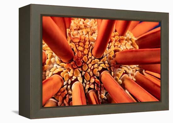 Close up look between the spines of a Slate pencil sea urchin-David Fleetham-Framed Premier Image Canvas