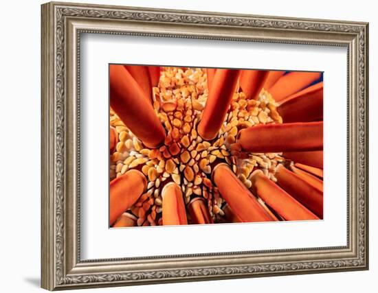 Close up look between the spines of a Slate pencil sea urchin-David Fleetham-Framed Photographic Print
