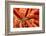 Close up look between the spines of a Slate pencil sea urchin-David Fleetham-Framed Photographic Print