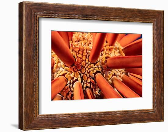 Close up look between the spines of a Slate pencil sea urchin-David Fleetham-Framed Photographic Print