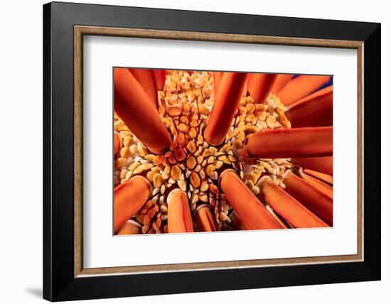 Close up look between the spines of a Slate pencil sea urchin-David Fleetham-Framed Photographic Print