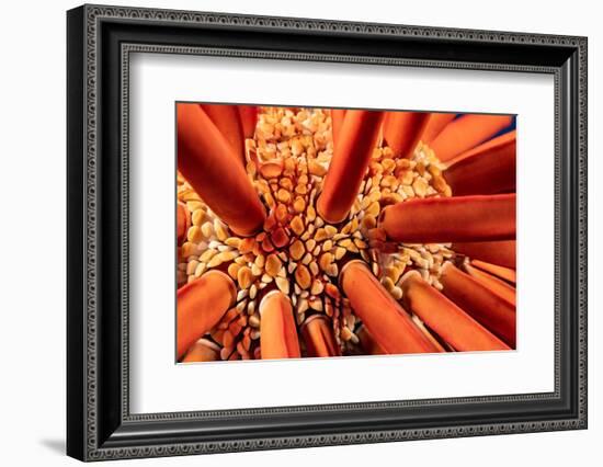 Close up look between the spines of a Slate pencil sea urchin-David Fleetham-Framed Photographic Print