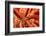 Close up look between the spines of a Slate pencil sea urchin-David Fleetham-Framed Photographic Print