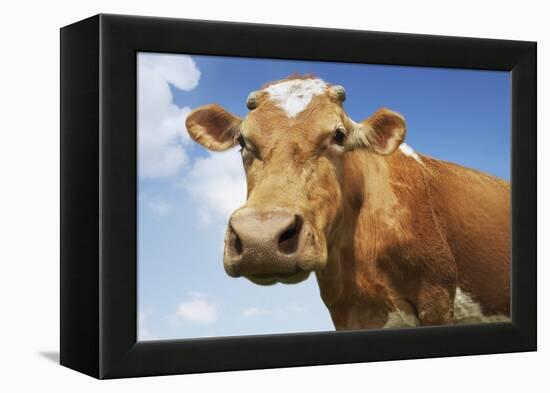 Close-Up Low Angle View of Brown Cow Against Blue Sky-null-Framed Stretched Canvas