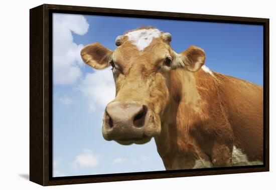 Close-Up Low Angle View of Brown Cow Against Blue Sky-null-Framed Stretched Canvas