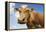 Close-Up Low Angle View of Brown Cow Against Blue Sky-null-Framed Stretched Canvas