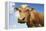 Close-Up Low Angle View of Brown Cow Against Blue Sky-null-Framed Stretched Canvas