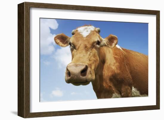 Close-Up Low Angle View of Brown Cow Against Blue Sky-null-Framed Photo