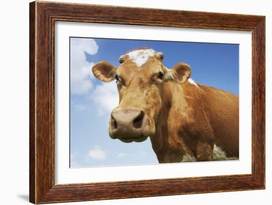 Close-Up Low Angle View of Brown Cow Against Blue Sky-null-Framed Photo