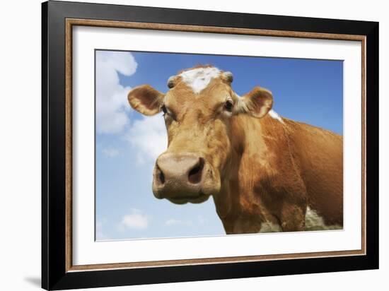 Close-Up Low Angle View of Brown Cow Against Blue Sky-null-Framed Photo