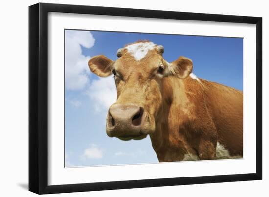 Close-Up Low Angle View of Brown Cow Against Blue Sky-null-Framed Photo