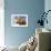 Close-Up Low Angle View of Brown Cow Against Blue Sky-null-Framed Photo displayed on a wall