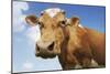 Close-Up Low Angle View of Brown Cow Against Blue Sky-null-Mounted Photo