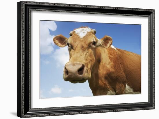 Close-Up Low Angle View of Brown Cow Against Blue Sky-null-Framed Photo