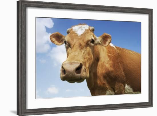 Close-Up Low Angle View of Brown Cow Against Blue Sky-null-Framed Photo