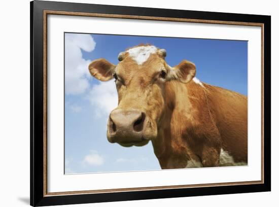 Close-Up Low Angle View of Brown Cow Against Blue Sky-null-Framed Photo
