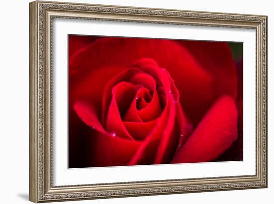 Close Up Macro Shot of a Wet Red Rose-Daniil Belyay-Framed Photographic Print