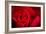 Close Up Macro Shot of a Wet Red Rose-Daniil Belyay-Framed Photographic Print