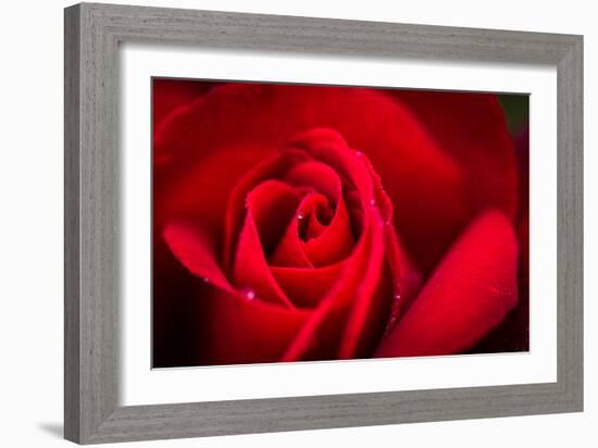 Close Up Macro Shot of a Wet Red Rose-Daniil Belyay-Framed Photographic Print