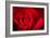 Close Up Macro Shot of a Wet Red Rose-Daniil Belyay-Framed Photographic Print