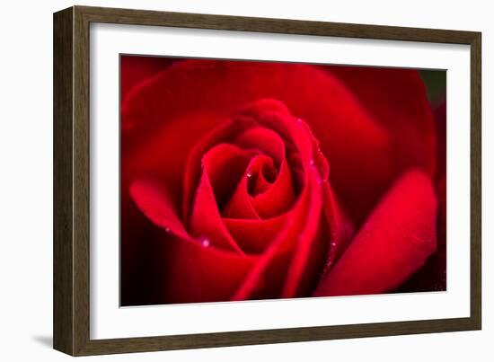 Close Up Macro Shot of a Wet Red Rose-Daniil Belyay-Framed Photographic Print