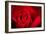 Close Up Macro Shot of a Wet Red Rose-Daniil Belyay-Framed Photographic Print