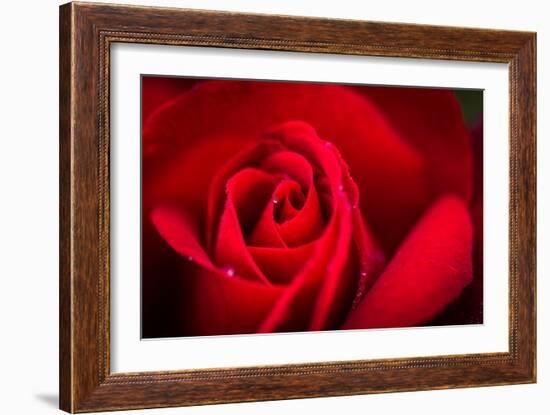 Close Up Macro Shot of a Wet Red Rose-Daniil Belyay-Framed Photographic Print