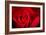 Close Up Macro Shot of a Wet Red Rose-Daniil Belyay-Framed Photographic Print