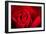 Close Up Macro Shot of a Wet Red Rose-Daniil Belyay-Framed Photographic Print